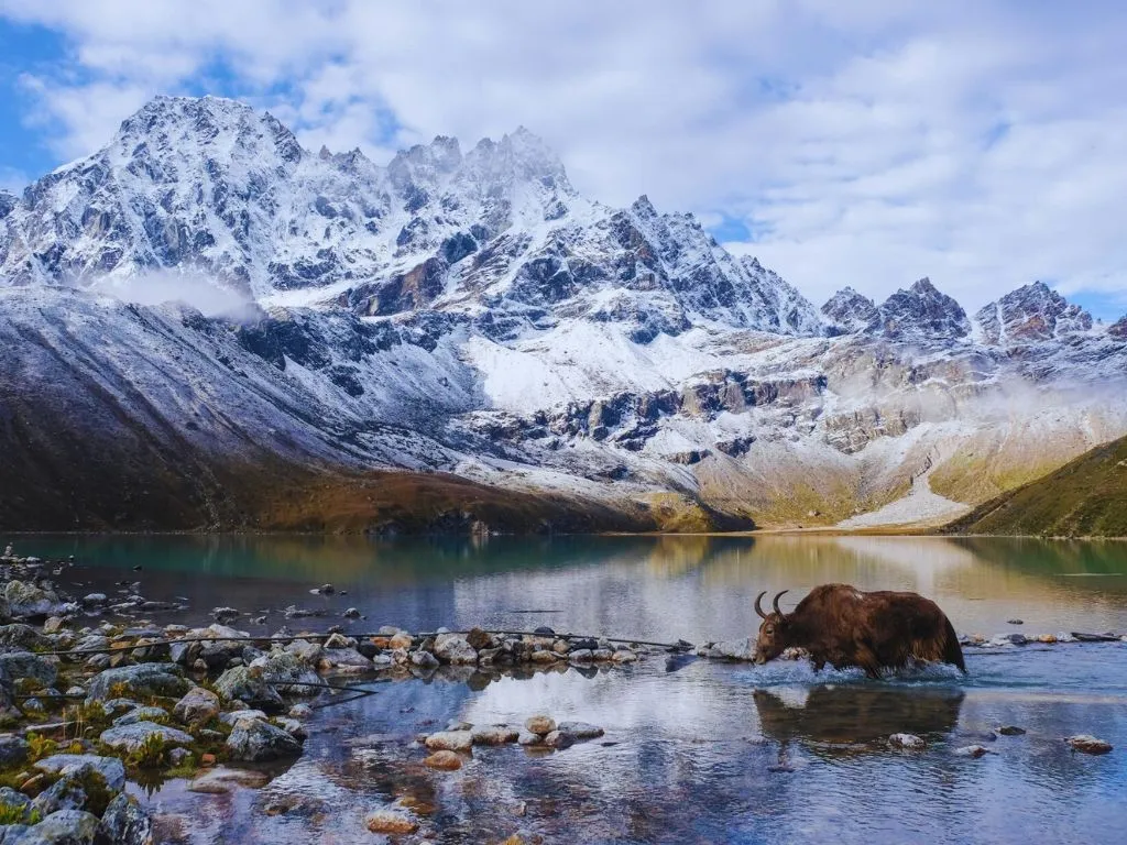 Yak grazing beside the beautiful Gokyo lake which lies on the Everest base camp and Gokyo Lakes trekking