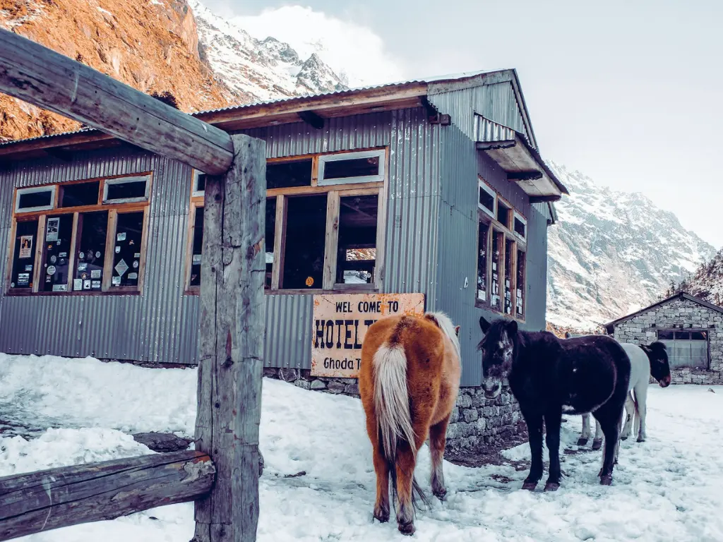 horses waiting outside tea house in the Ghoda Tabela