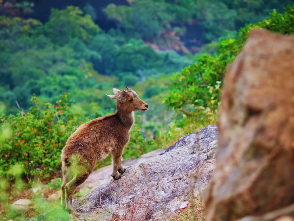 Nilgiri Tahr spotted on the trek route