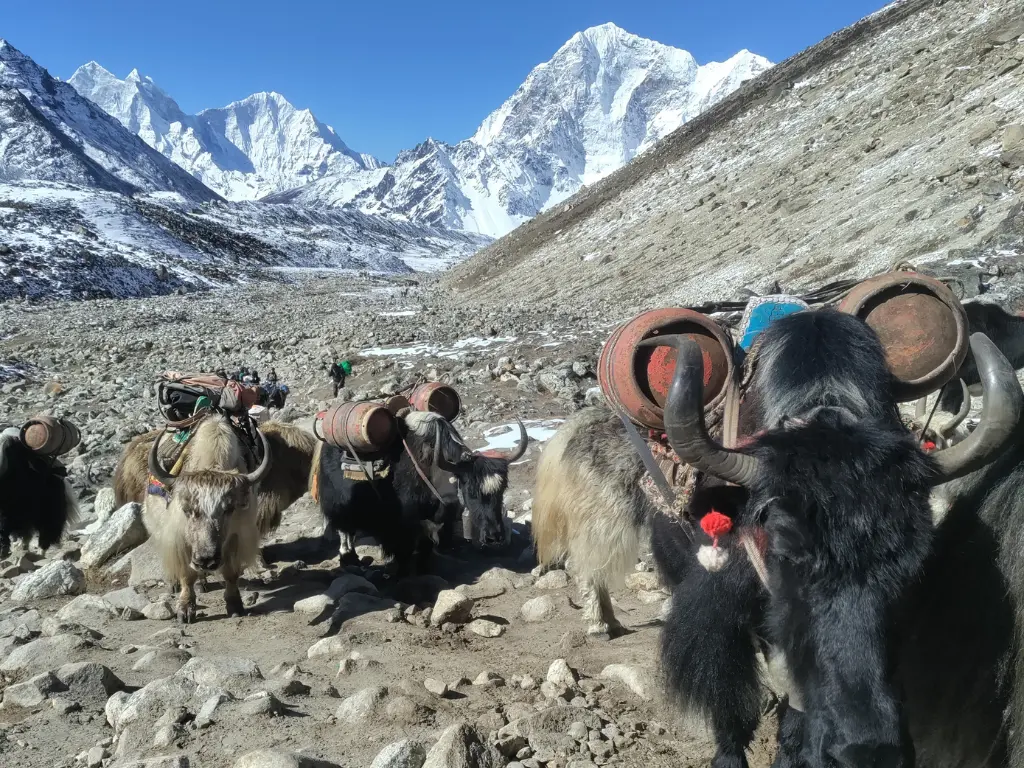 yaks carrying goods on the ebc and gokyo lake treks route in the Everest region